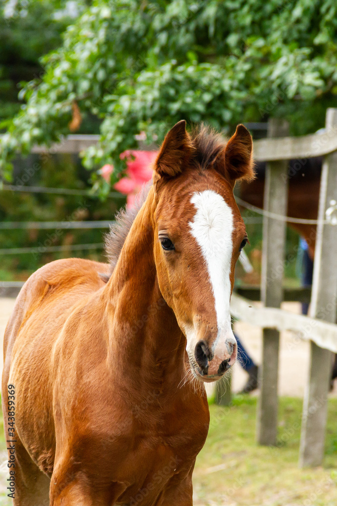 portrait of a horse, stallion foal