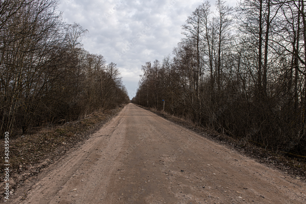 Obraz premium forest