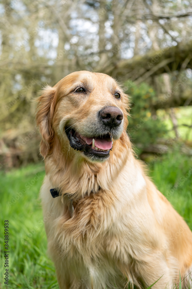 Golden retriever posing for a photo in the woods