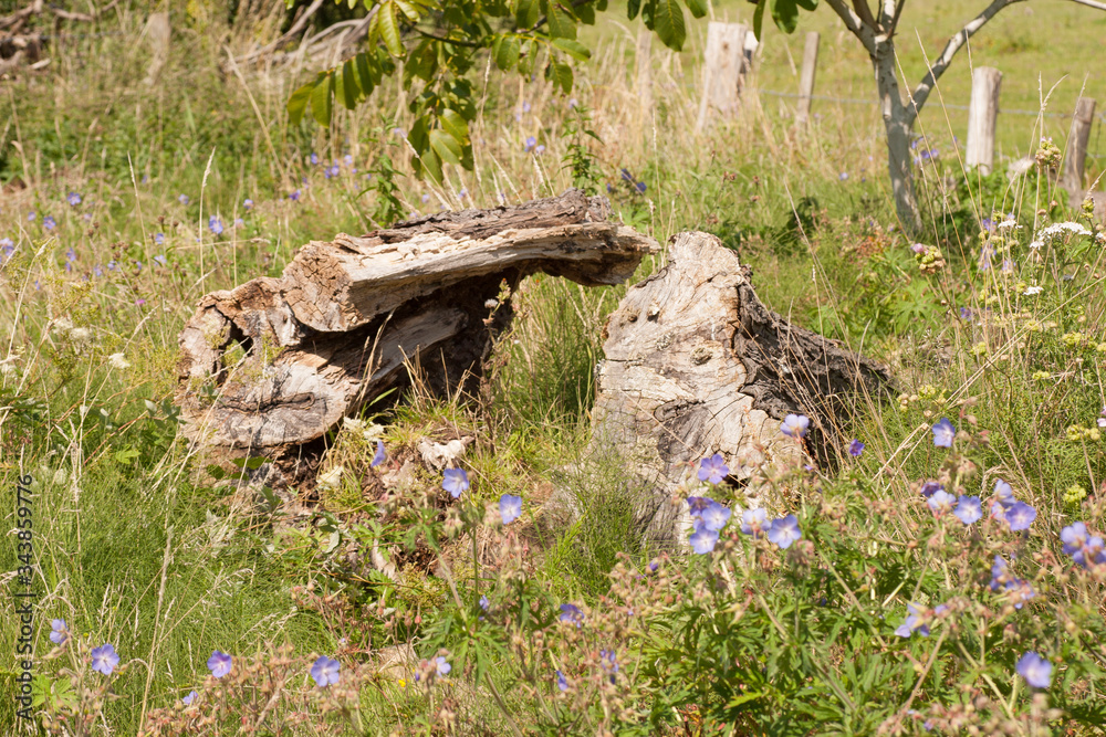 old tree trunk cut and laying to rot within a meadow
old tree trunk cut and laying to rot within a meadow