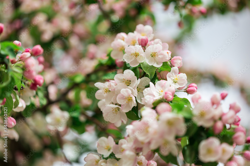 blossoming cherry twig after rain lit with the spring sun blossoming cherry twig after rain lit with the spring sun