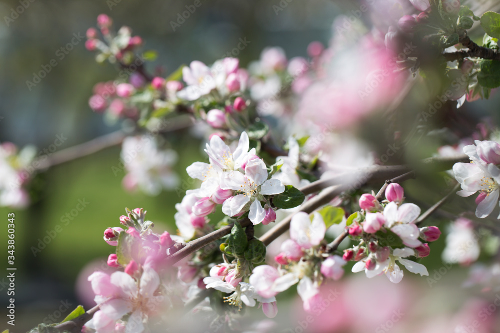 Apple Tree Blossoms with white and pink flowers.Spring flowering garden fruit tree. Apple Tree Blossoms with white and pink flowers.Spring flowering garden fruit tree.