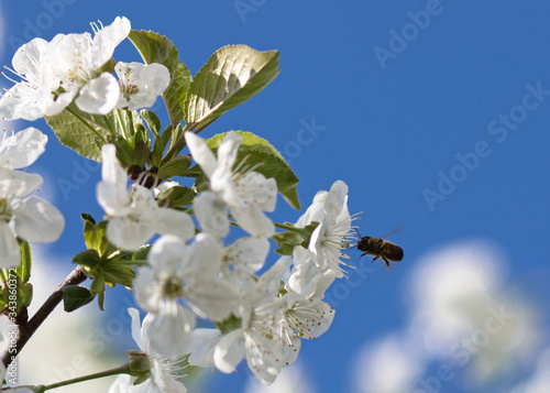 Pszczółka i kwitnąca wiśnia 2 © Ewelina