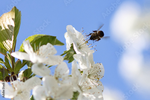 Pszczółka i kwitnąca wiśnia 1 © Ewelina