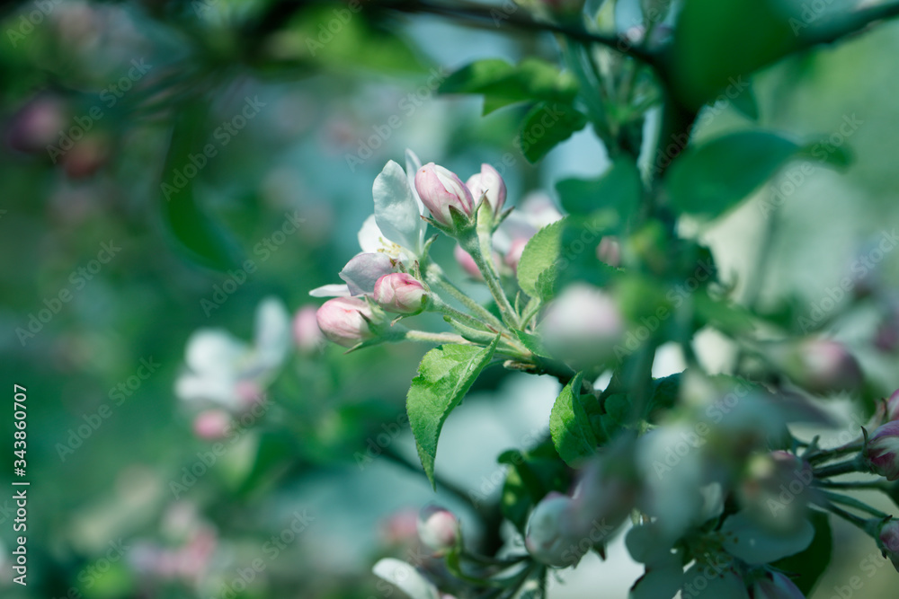Apple Tree Blossoms with white and pink flowers.Spring flowering garden fruit tree. Apple Tree Blossoms with white and pink flowers.Spring flowering garden fruit tree.