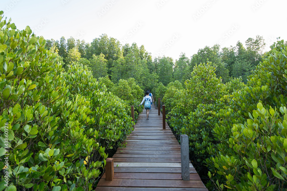 View of mangrove forest with blurred sky background at Tung Prongthong, Rayong, Thailand