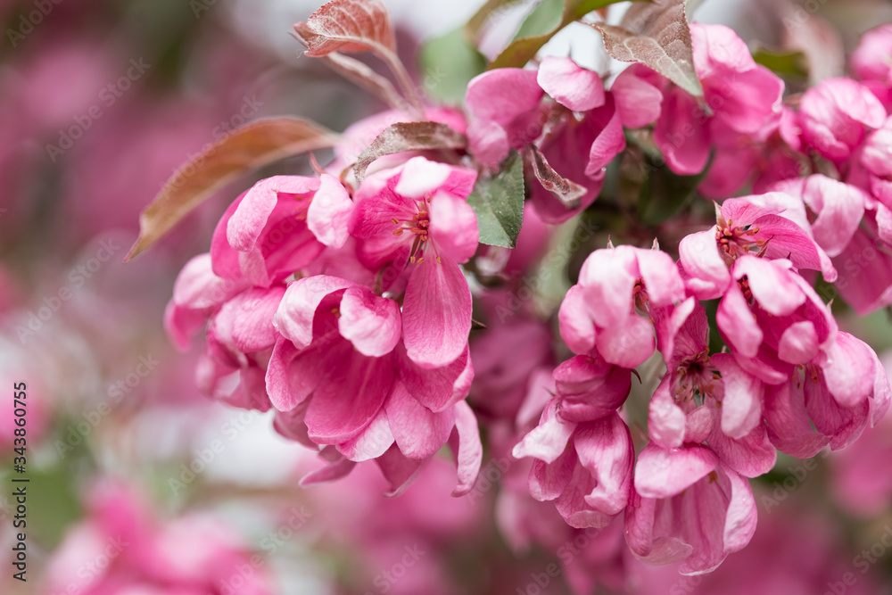 pink blossoming cherry twig after rain lit with the spring sun pink blossoming cherry twig after rain lit with the spring sun