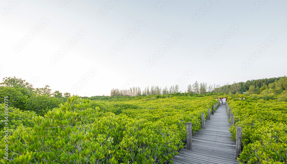 View of mangrove forest with blurred sky background at Tung Prongthong, Rayong, Thailand