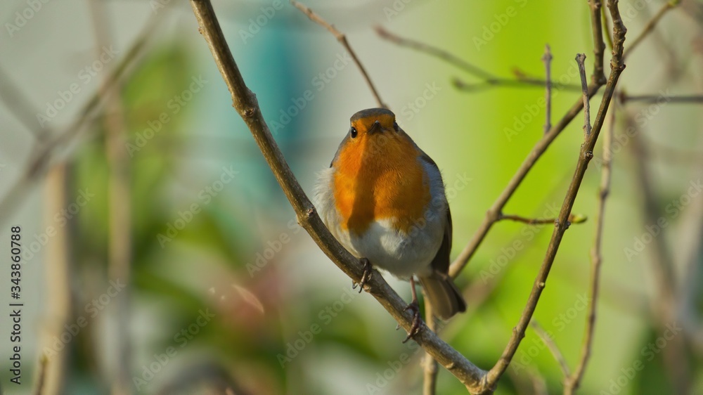 Ein Rotkehlchen sitzt im Frühling auf einem Ast vor buntem Hintergrund, Erithacus rubecula Ein Rotkehlchen sitzt im Frühling auf einem Ast vor buntem Hintergrund, Erithacus rubecula