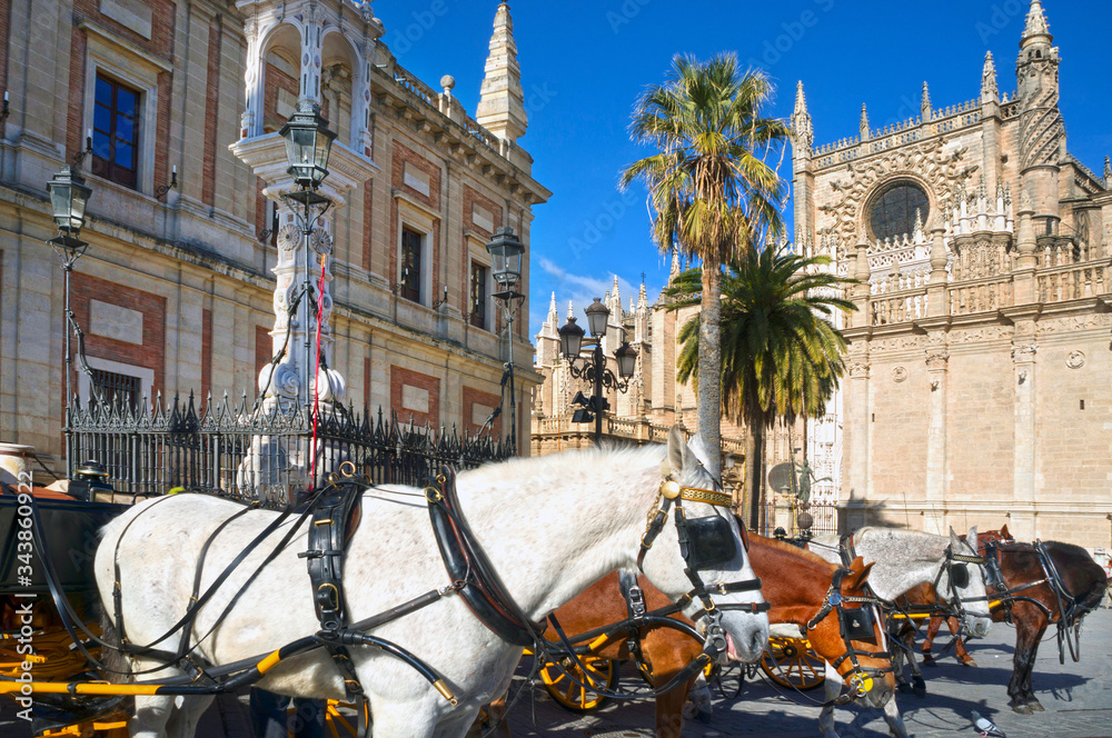 Obraz premium Horses and carriages in Seville