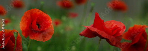  Red poppy flowers field, close up.