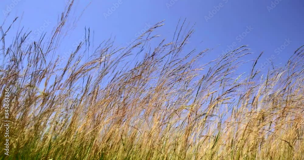 crop, grass and blue sky timelapse crop, grass and blue sky timelapse