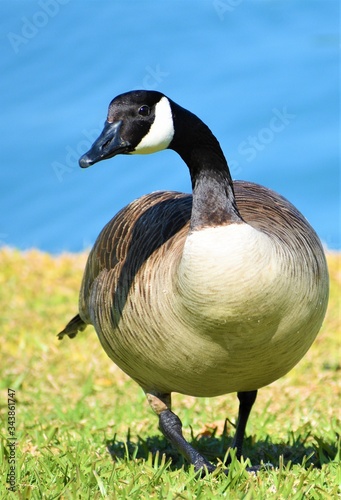 canada goose on a pond