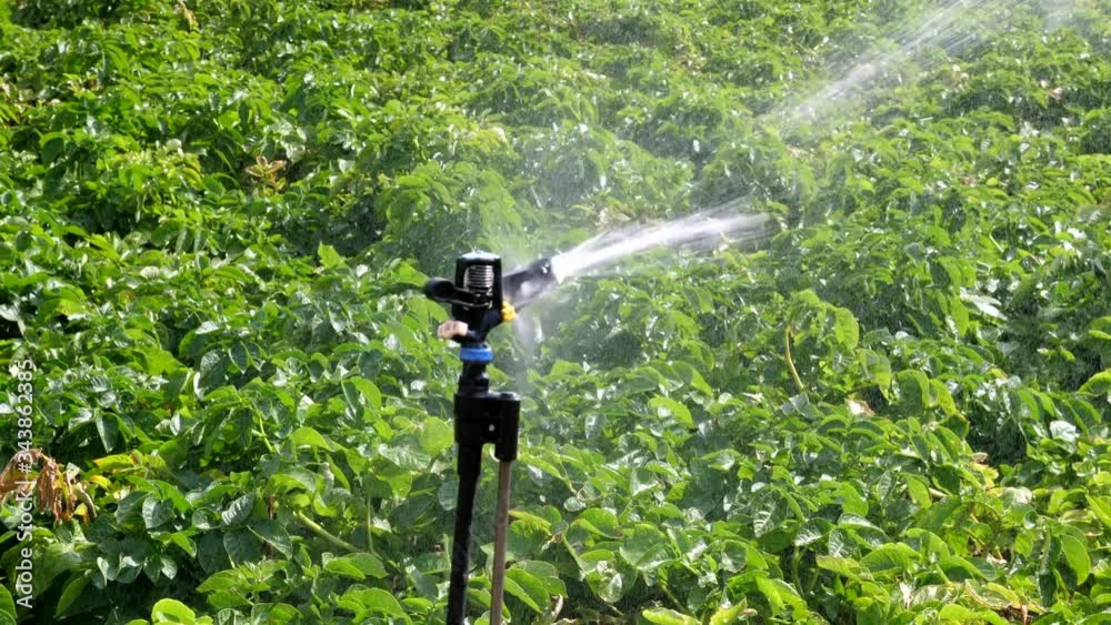 Impact Sprinkler splashing water in a large field in slow motion.
Impact Sprinkler splashing water in a large field in slow motion.