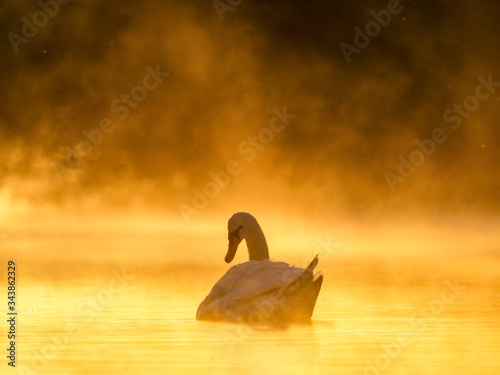 Schwan im Nebel
