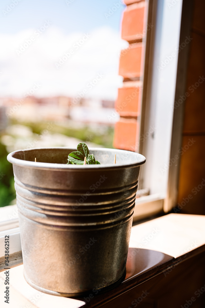 pea plant sprouting in a pot in the sun. urban garden. home hoobies concept. vertical stock image. selective focus