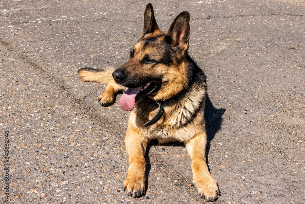 German shepherd sitting on the pavement on a sunny day German shepherd sitting on the pavement on a sunny day