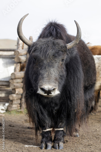 Close up of a Yak in Mongolia.