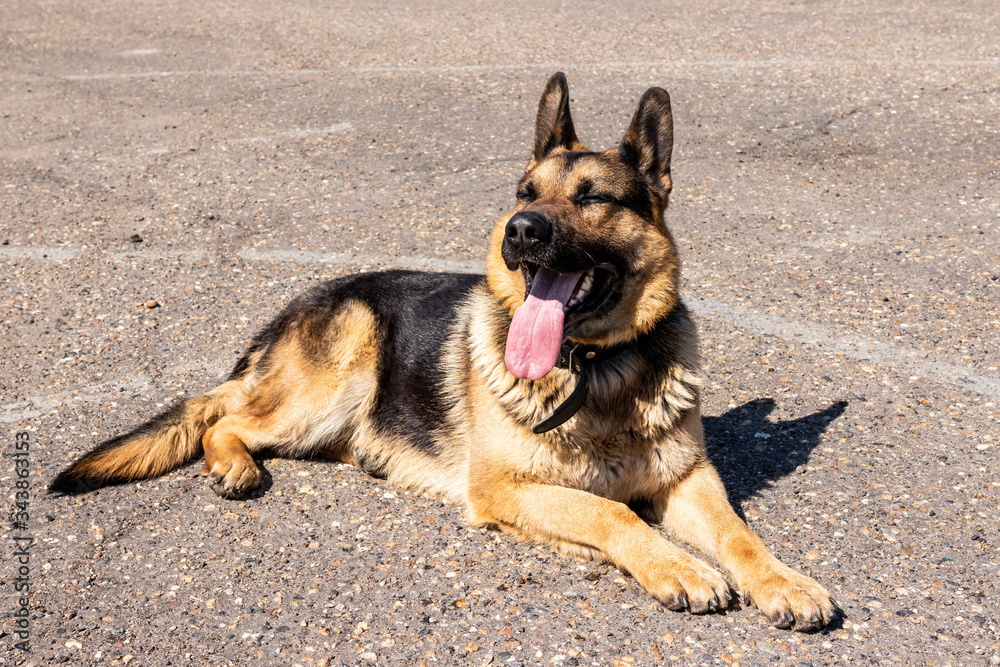 German shepherd sitting on the pavement on a sunny day German shepherd sitting on the pavement on a sunny day