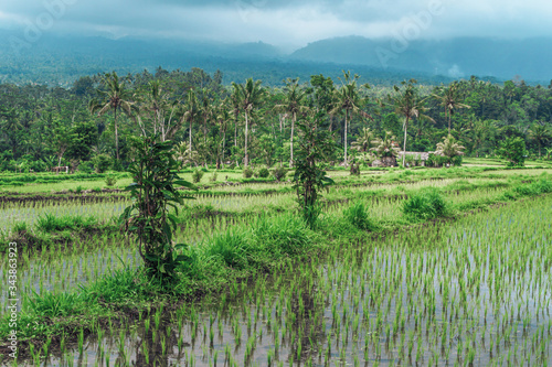 Greenish rice fields with lines on bali