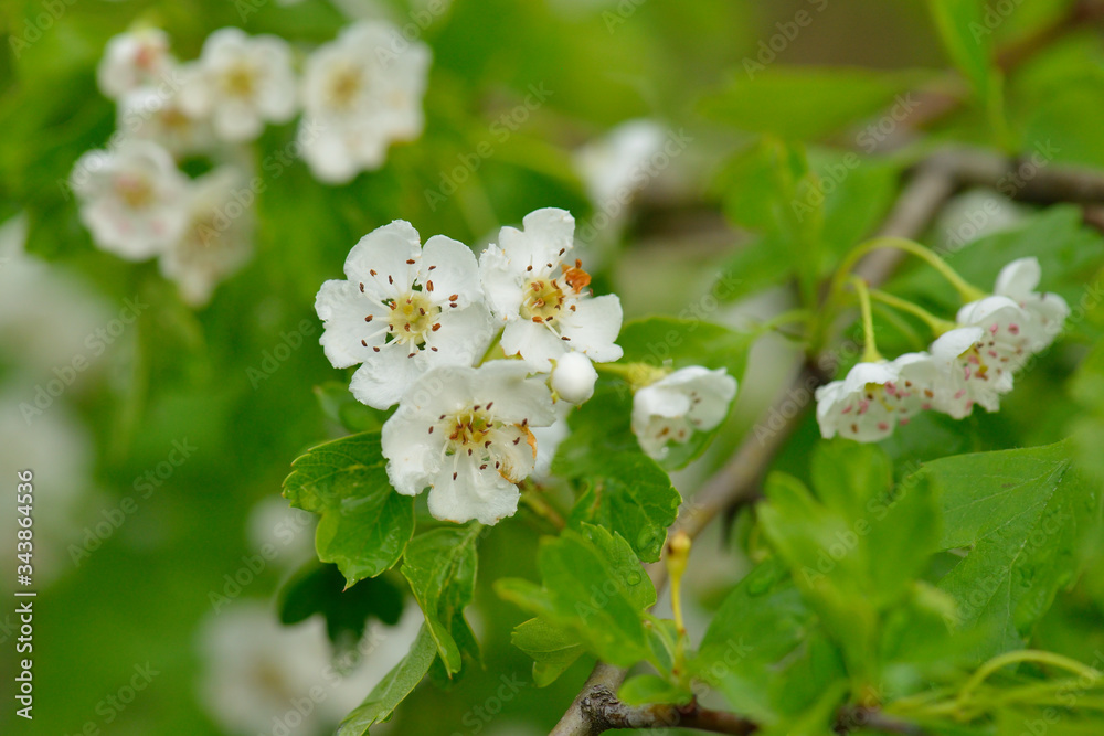 Blüten des Eingriffeligen Weißdorn Blüten des Eingriffeligen Weißdorn