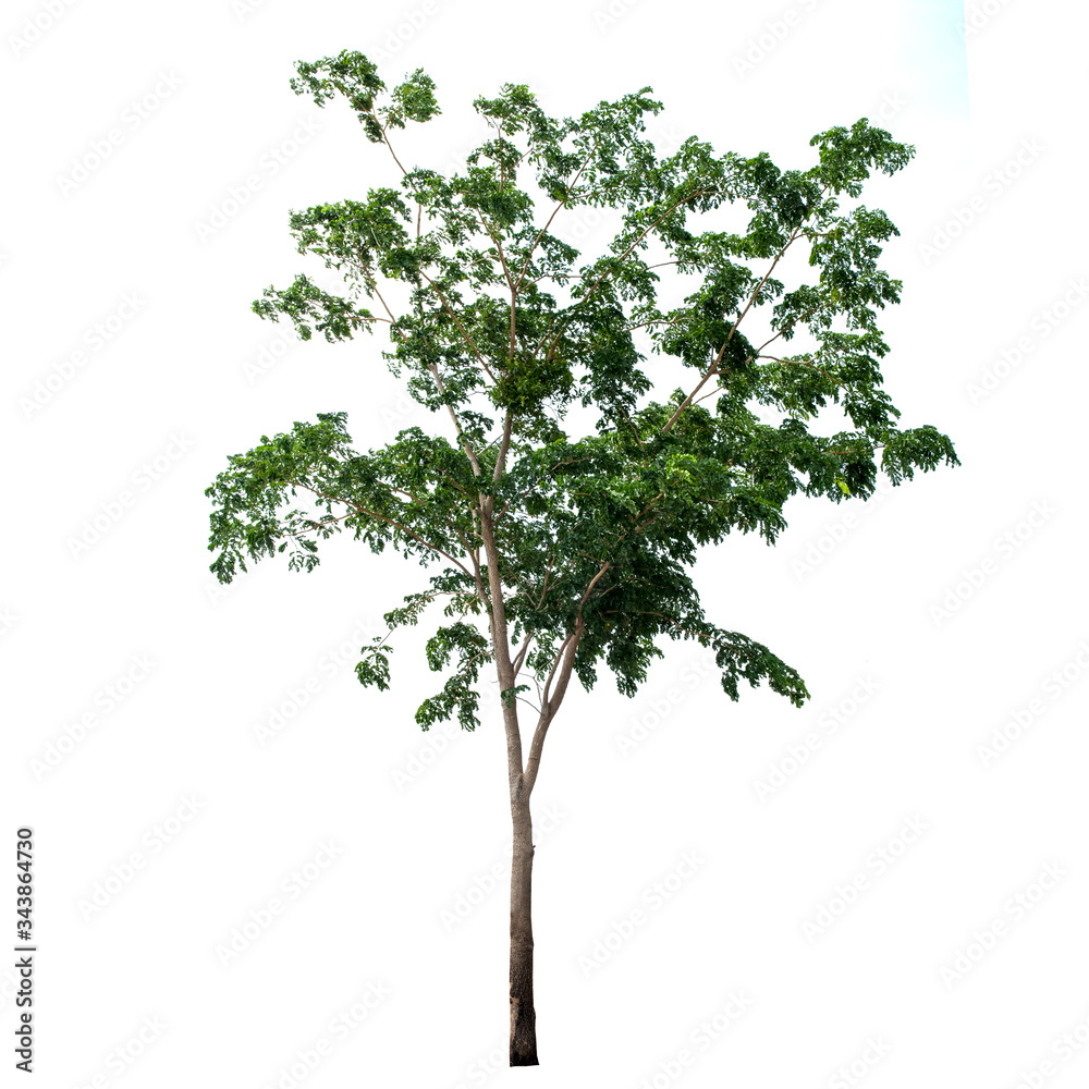 Obraz premium Tree,green leaf isolated on the white background.