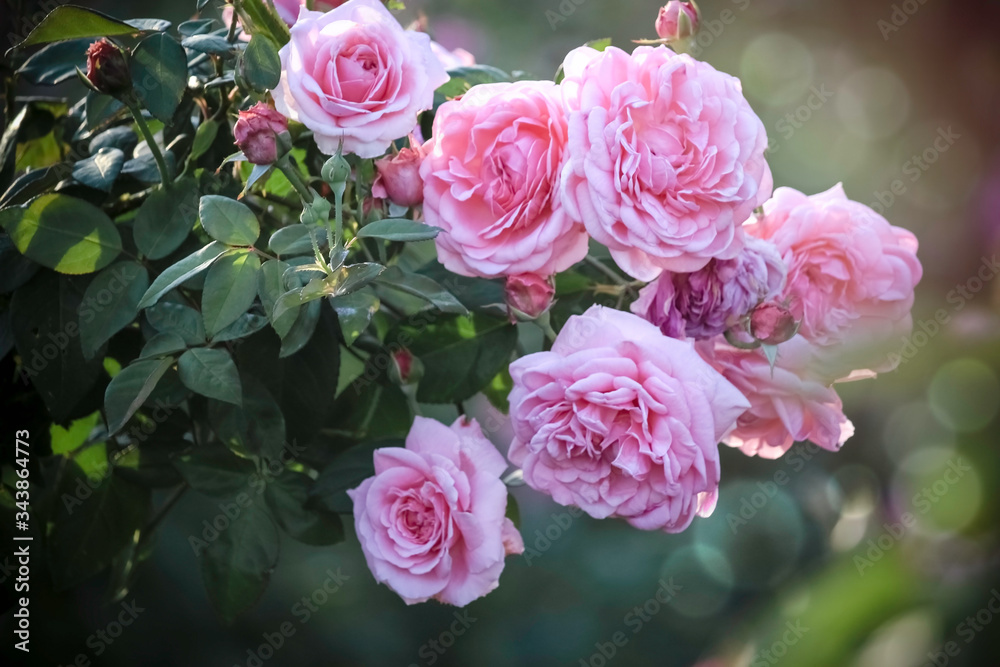 Pink English roses blooming in the summer garden, one of the most fragrant flowers, best smelling, beautiful and romantic flower Pink English roses blooming in the summer garden, one of the most fragrant flowers, best smelling, beautiful and romantic flower