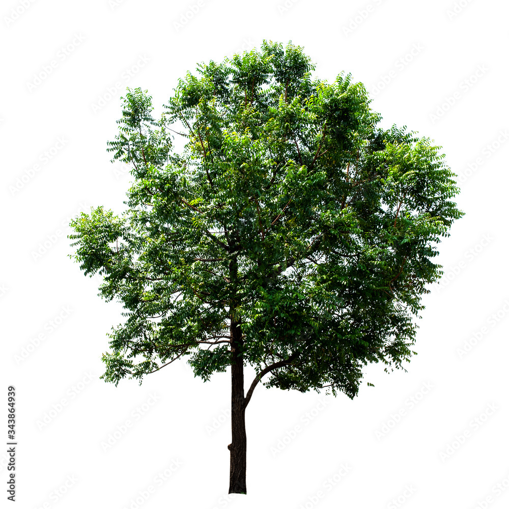 Fototapeta premium Tree,green leaf isolated on the white background.