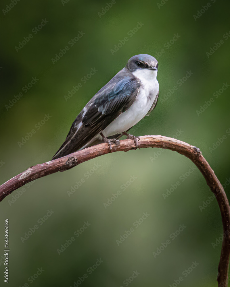 Obraz premium Portrait of a tree swallow against a blurred natural background