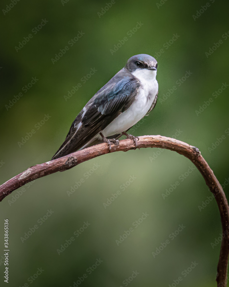 Portrait of a tree swallow against a blurred natural background