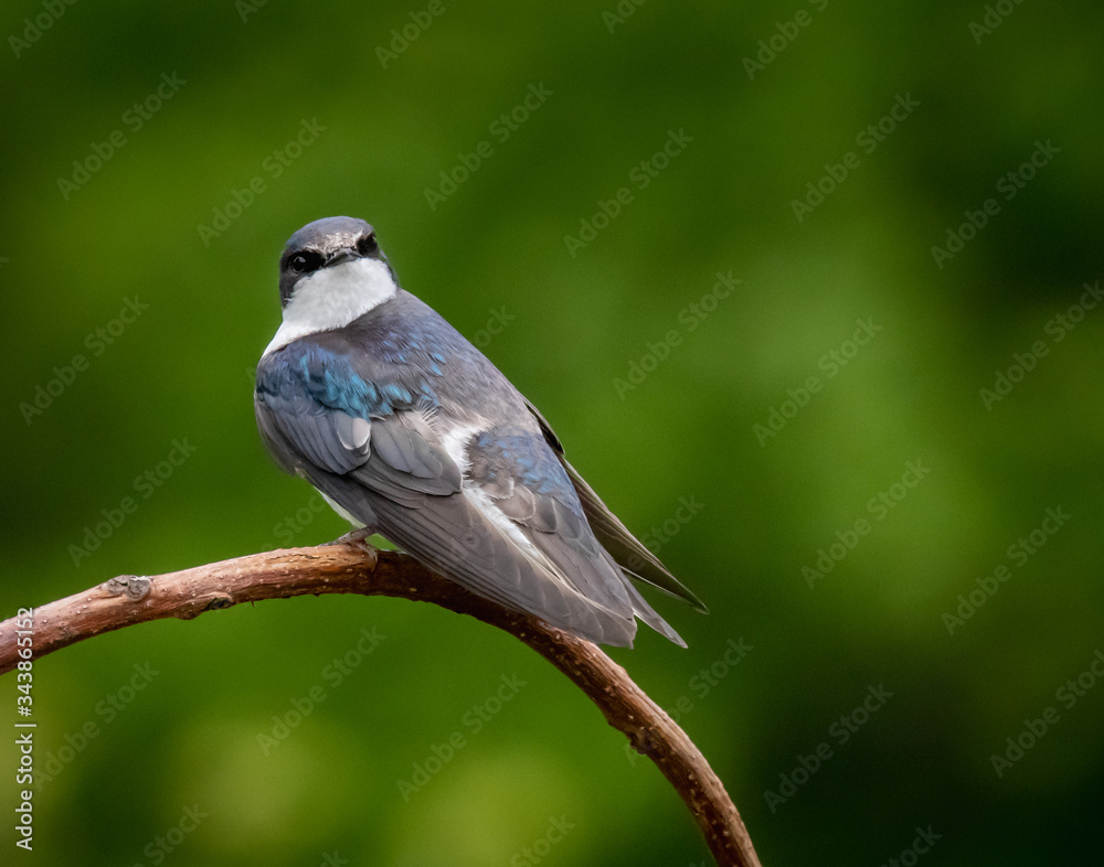 Portrait of a tree swallow against a blurred natural background