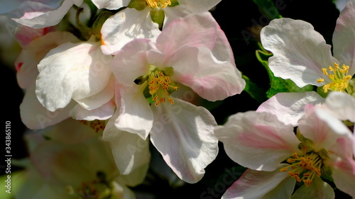 
Branch of a blossoming apple tree
Floral background for web design.