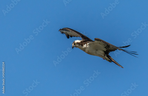 Flying osprey on the hunt