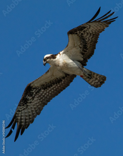 Spread-winged osprey overhead looking out for food