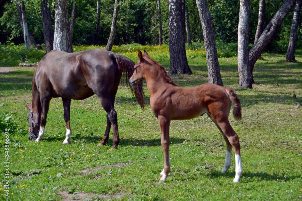 Arab mare and her red-haired baby Arab mare and her red-haired baby