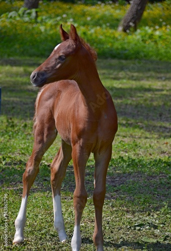 Small arabian colt stands near the forest on the lawn