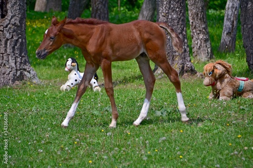 Red arabian colt and baby horses