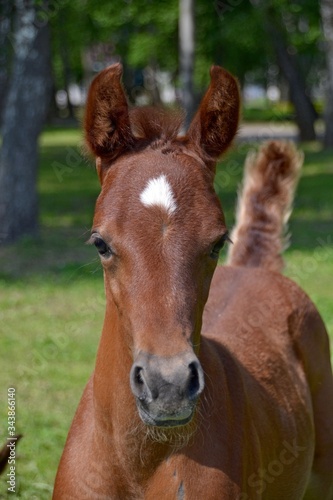 Red , an adorable arabian foal