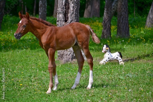 Red arabian colt and a baby horse in clearing