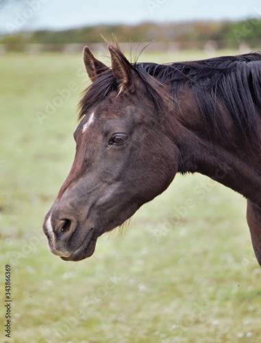 Portrait of black Arabian mare