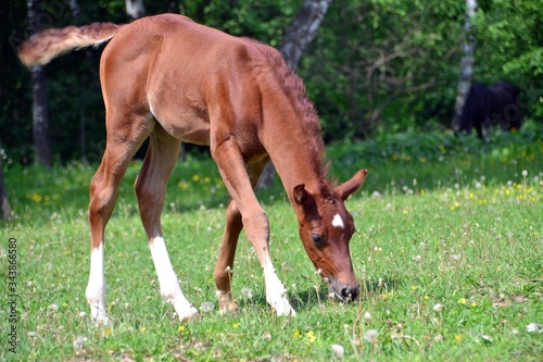 The foal grazes on the edge of the forest
