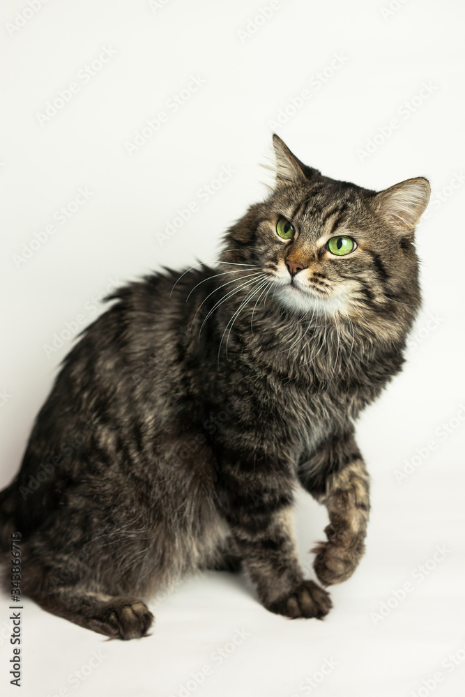 Portrait of green eyed cat on white background