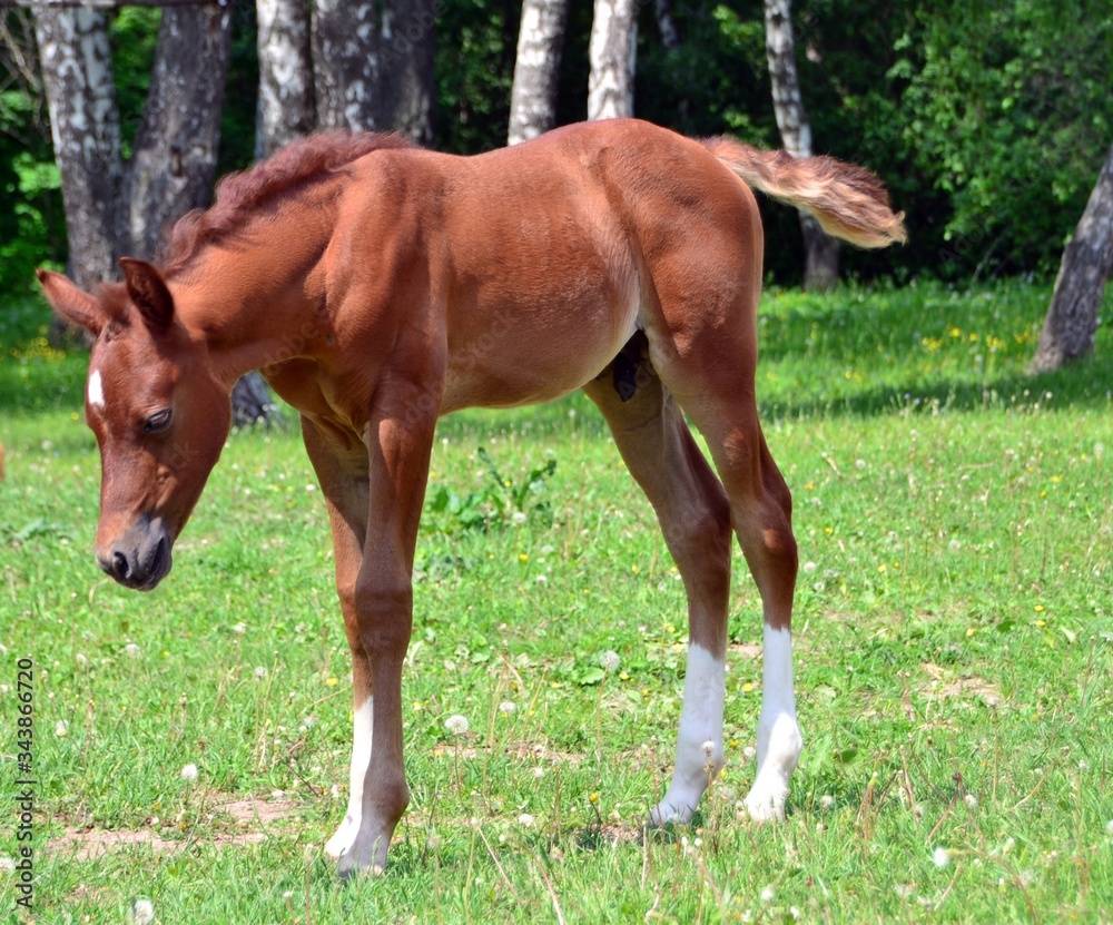 Obraz premium Red arabian colt on the edge of the forest