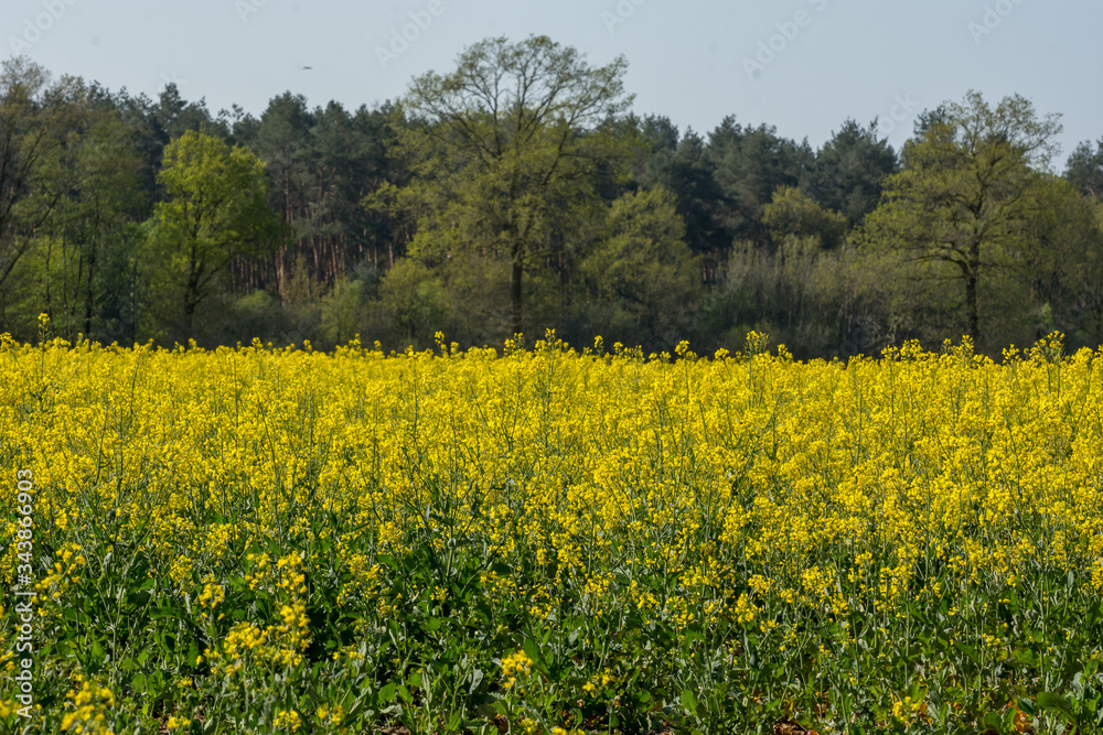 rapeseed field , saerbeck, germany