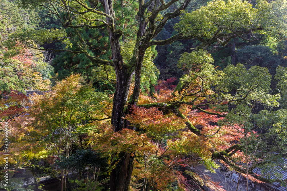 Autumn color around Shoshazan Engyo-ji temple on Mount Shosha.