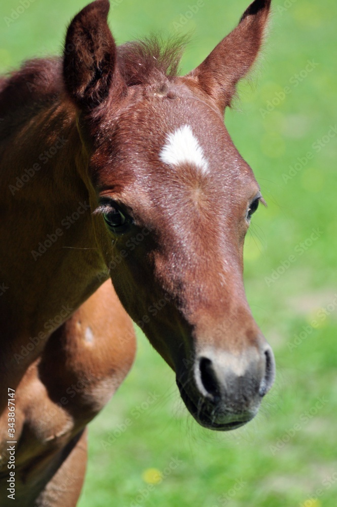 Fototapeta premium An arabian colt with expressive eyes