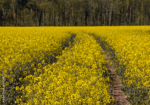 road in the   rapeseed field , saerbeck, germany photo