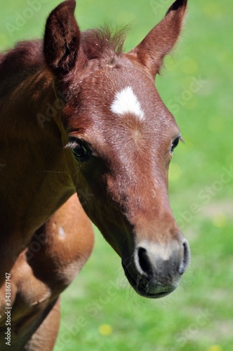 An arabian colt with expressive eyes