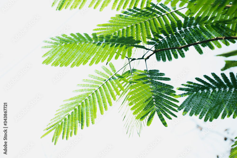 Various leaves on the top of the mountain, high in variety of colors Various leaves on the top of the mountain, high in variety of colors