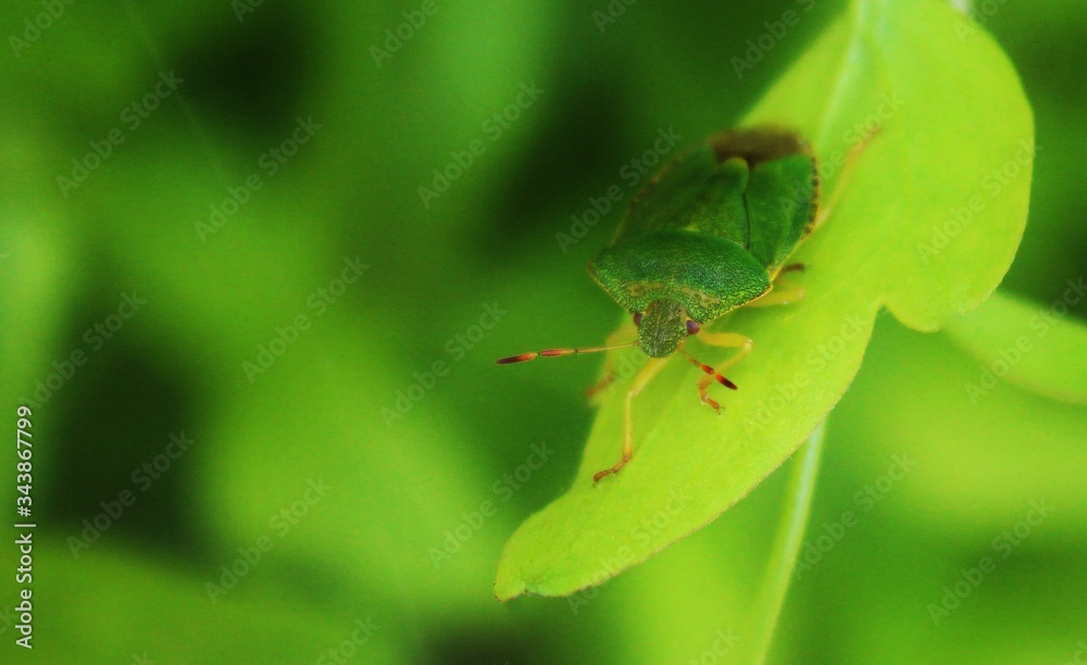 Macro closeup of Hawthorn Shield Bug on a leaf